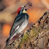 Acorn Woodpecker Holding A Nut Diamond Painting