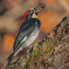 Acorn Woodpecker Holding A Nut Diamond Painting