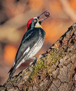 Acorn Woodpecker Holding A Nut Diamond Painting