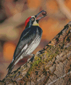 Acorn Woodpecker Holding A Nut Diamond Painting