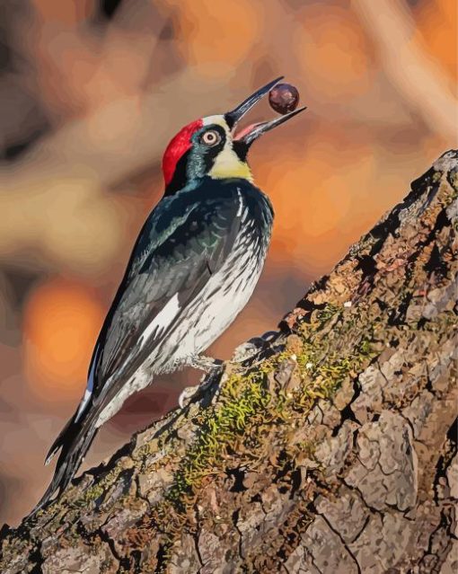 Acorn Woodpecker Holding A Nut Diamond Painting