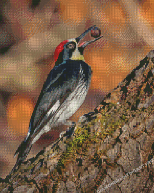 Acorn Woodpecker Holding A Nut Diamond Painting