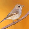 Asian Brown Flycatcher Diamond Paintings