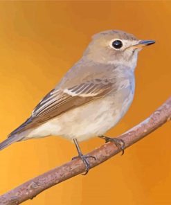 Asian Brown Flycatcher Diamond Paintings