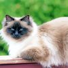 Birman Cat Diamond Painting