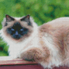 Birman Cat Diamond Painting