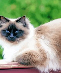 Birman Cat Diamond Painting