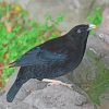 Black Bowerbird Diamond Painting