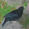 Black Bowerbird Diamond Painting