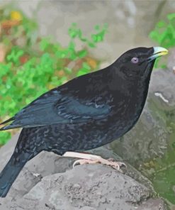 Black Bowerbird Diamond Painting