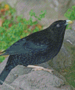 Black Bowerbird Diamond Painting