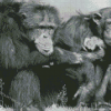 Black And White Chimpanzees Diamond Painting