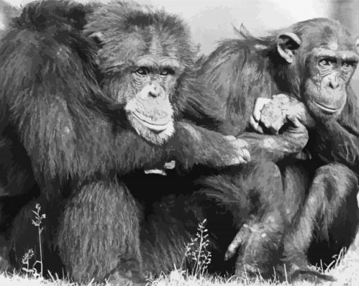 Black And White Chimpanzees Diamond Painting