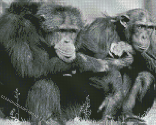 Black And White Chimpanzees Diamond Painting