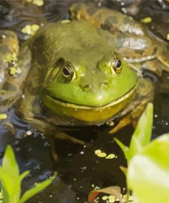 Bull Frog Diamond Painting