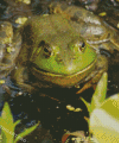 Bull Frog Diamond Painting