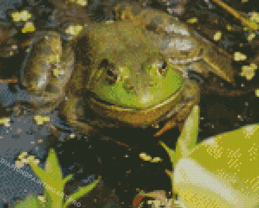 Bull Frog Diamond Painting