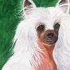 Chinese Crested Dog Diamond Painting