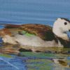 Cotton Pygmy Goose Diamond Paintings