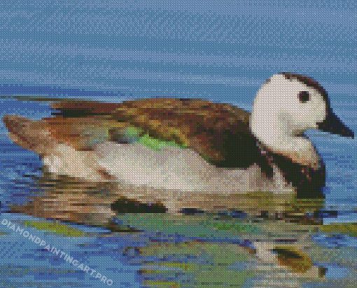 Cotton Pygmy Goose Diamond Paintings