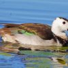 Cotton Pygmy Goose Diamond Paintings