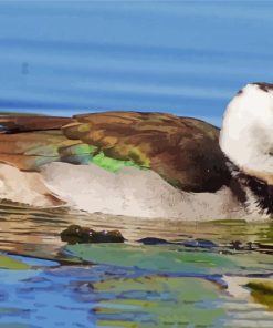 Cotton Pygmy Goose Diamond Paintings