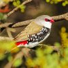 Diamond Firetail On A Branch Diamond Paintings