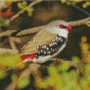 Diamond Firetail On A Branch Diamond Paintings