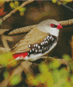 Diamond Firetail On A Branch Diamond Paintings