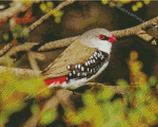 Diamond Firetail On A Branch Diamond Paintings