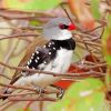 Diamond Firetail Diamond Paintings