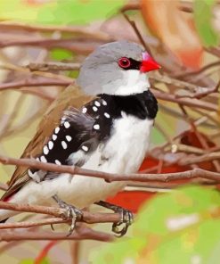 Diamond Firetail Diamond Paintings