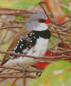 Diamond Firetail Diamond Paintings