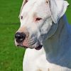 Dogo Argentino Diamond Paintings