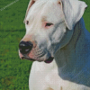 Dogo Argentino Diamond Paintings