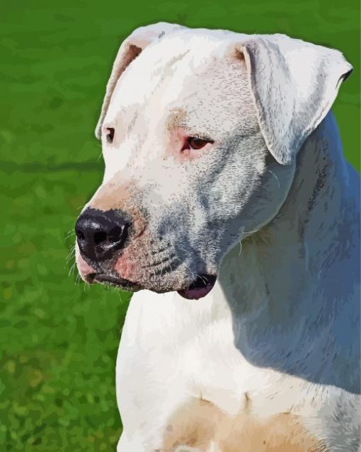 Dogo Argentino Diamond Paintings