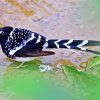 Forktail Bird Diamond Paintings