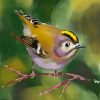 Goldcrest Bird Diamond Painting