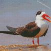 Indian Skimmer Bird Diamond Paintings