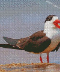 Indian Skimmer Bird Diamond Paintings