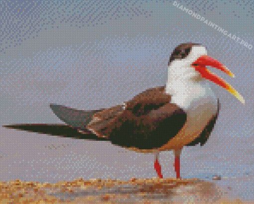 Indian Skimmer Bird Diamond Paintings