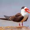 Indian Skimmer Bird Diamond Paintings