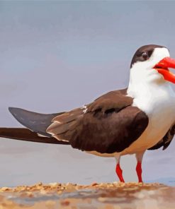 Indian Skimmer Bird Diamond Paintings