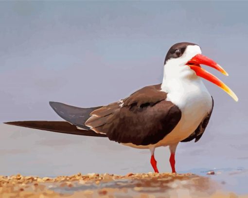 Indian Skimmer Bird Diamond Paintings