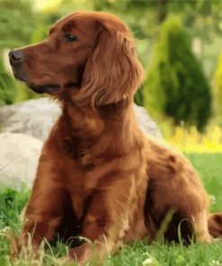 Irish Setter Dog Diamond Painting