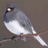 Junco Bird On Stick Diamond Painting