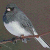 Junco Bird On Stick Diamond Painting