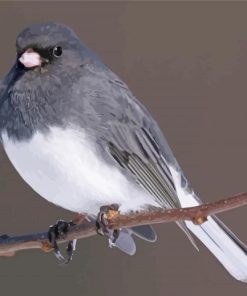 Junco Bird On Stick Diamond Painting