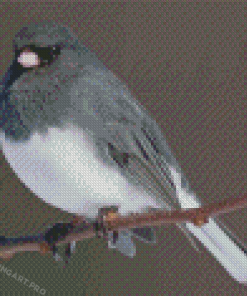 Junco Bird On Stick Diamond Painting