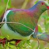 New Zealand Kereru Diamond Painting